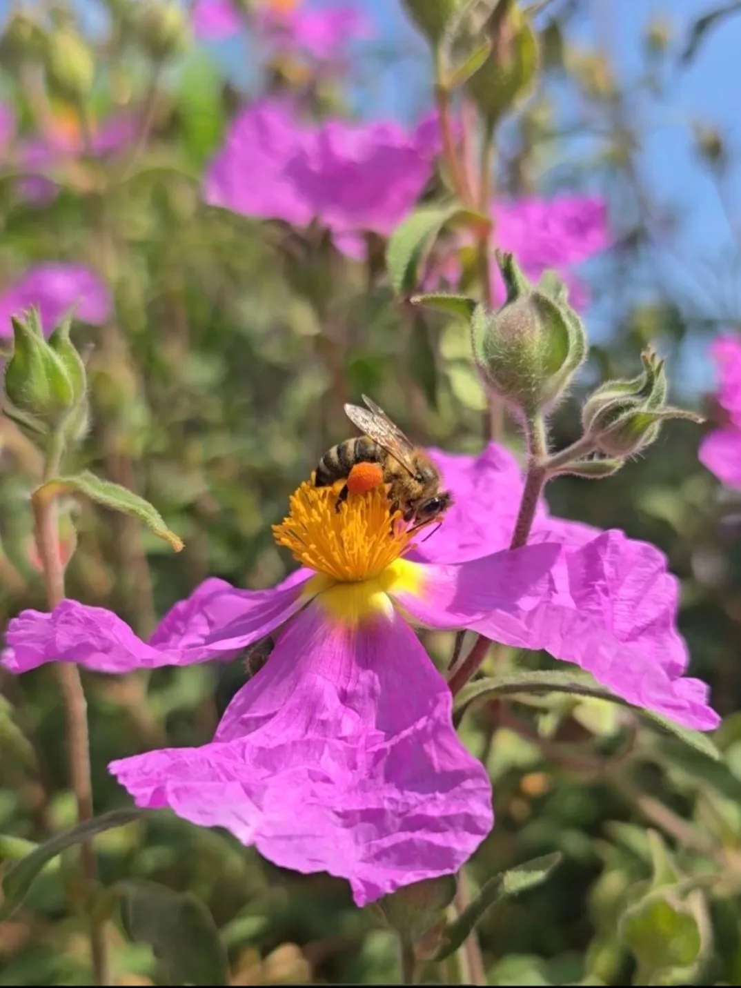Bei den Bienen